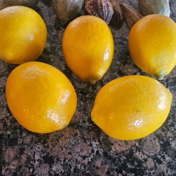 Faux Fruit Lemons Oranges Limes and Weird Alien Seed Pods - Picture 4 of 6